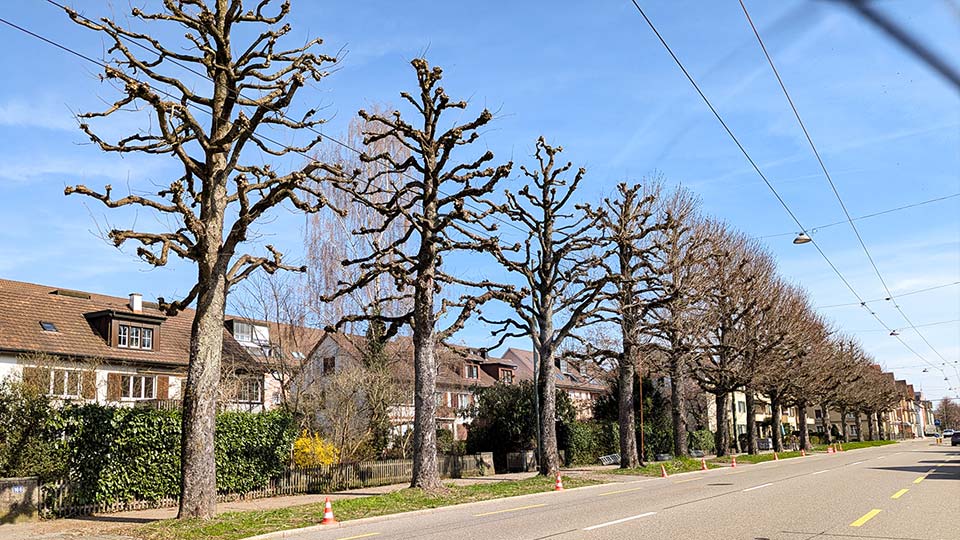 baumwerker-schnitt-kastanienallee-winterthur.jpg